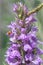 Broad-leaved marsh orchid, Dactylorhiza majalisÂ subsp.Â praetermissa, purple flower and ladybird